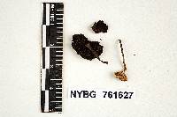 Psilocybe verae-crucis image