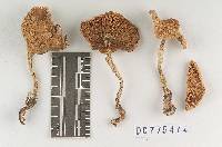 Pholiota albivelata image