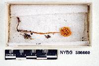 Mycena cyaneobasis image