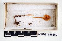 Mycena cyaneobasis image