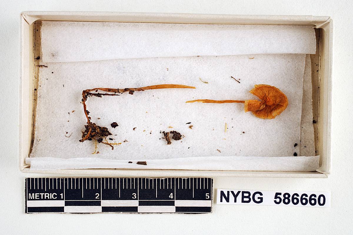 Mycena cyaneobasis image
