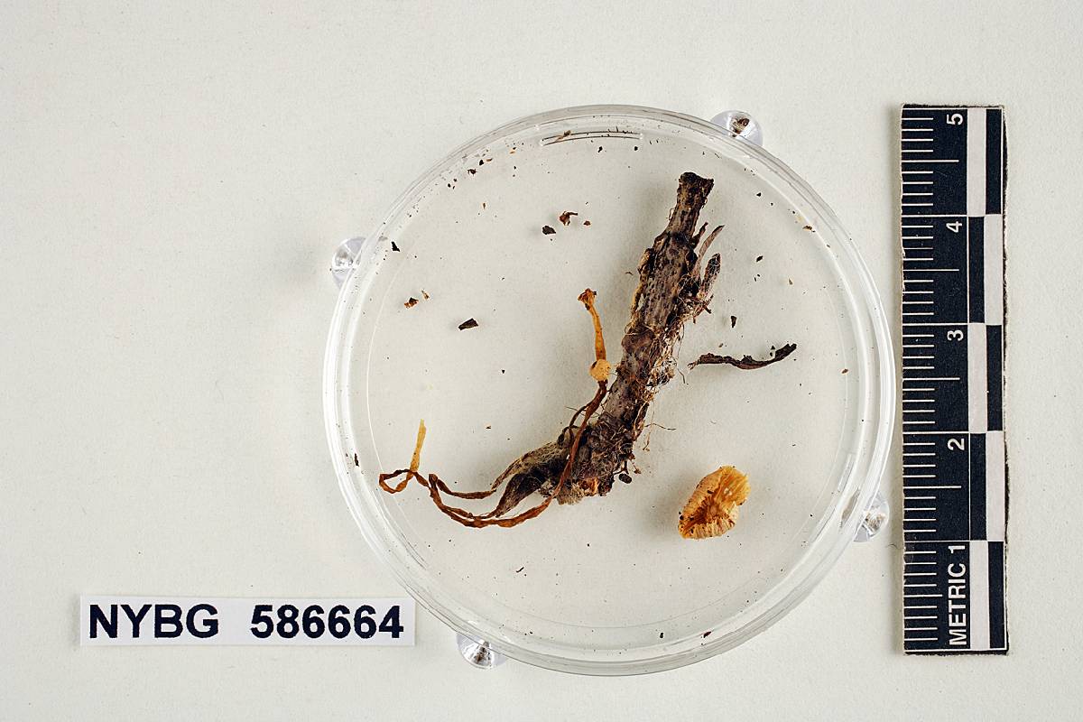 Mycena eburnea var. roseidisca image