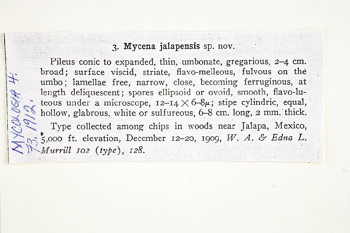 Mycena jalapensis image