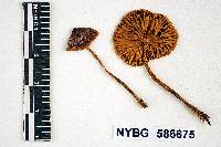 Image of Mycena rugosoides