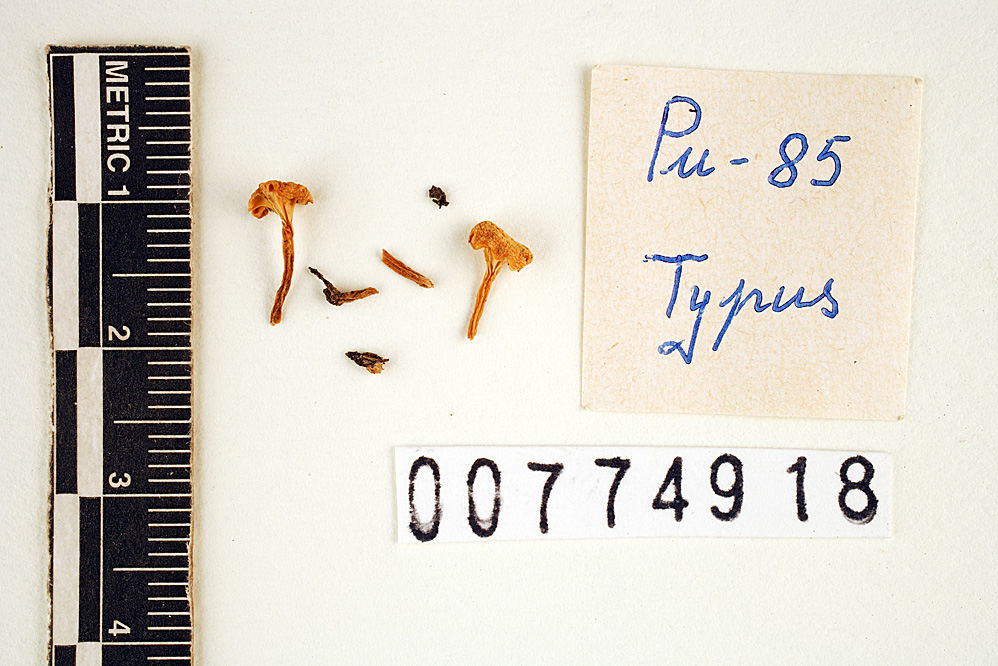Hygrocybe pumanquensis image