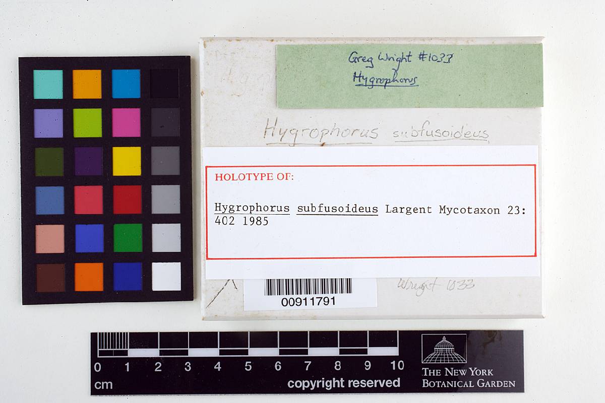 Hygrophorus subfusoideus image