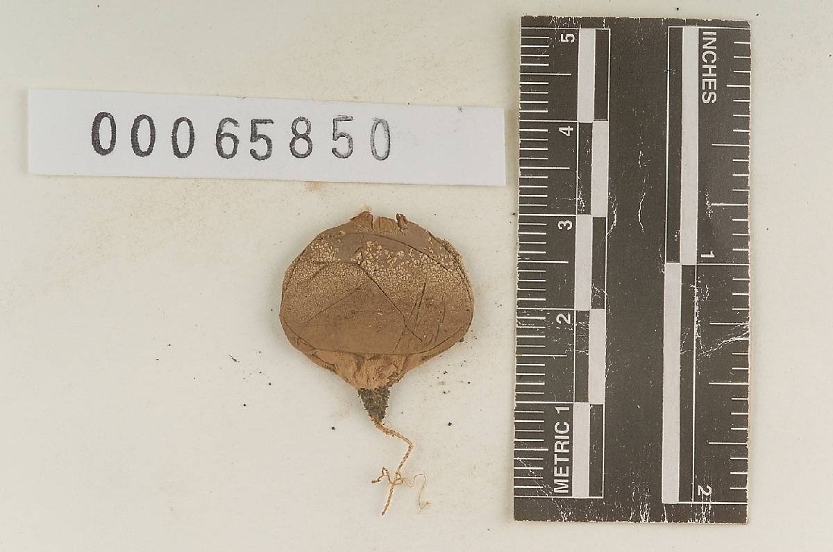 Bovista aspera image