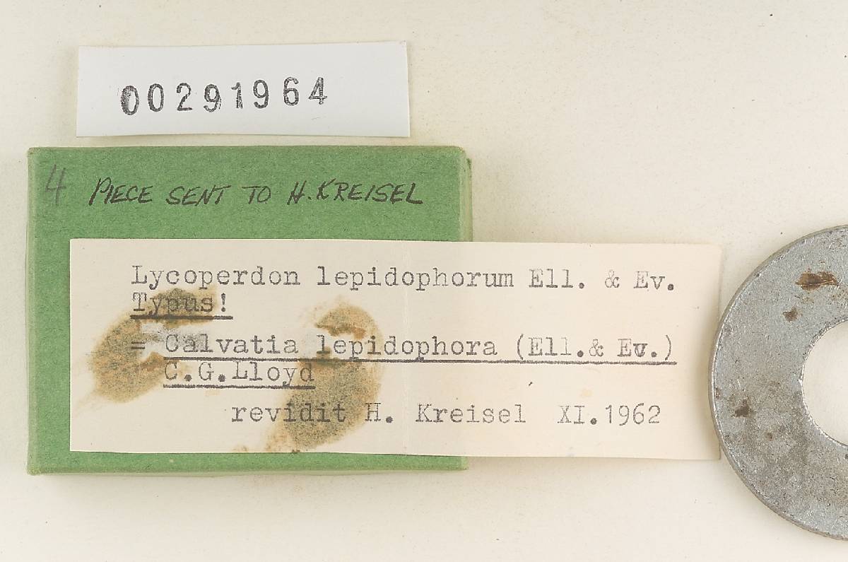 Lycoperdon lepidophorum image