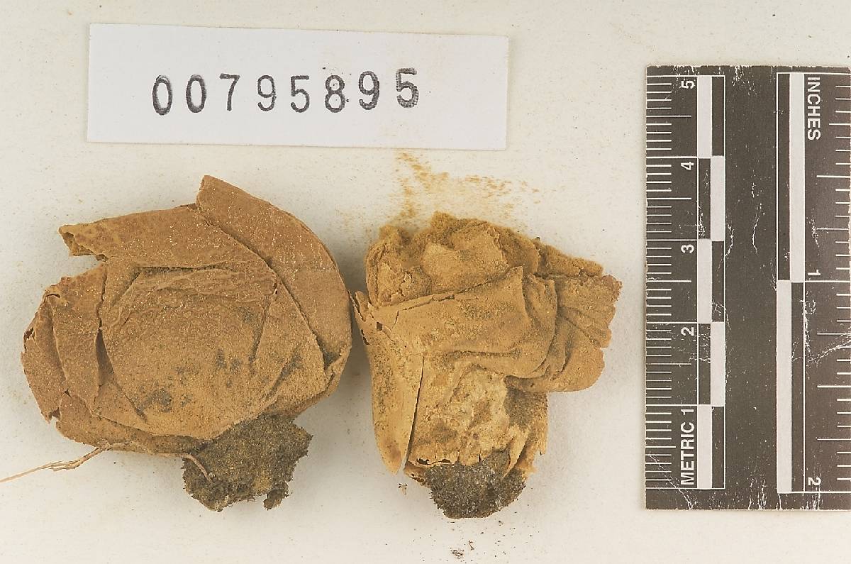 Lycoperdon dakotensis image