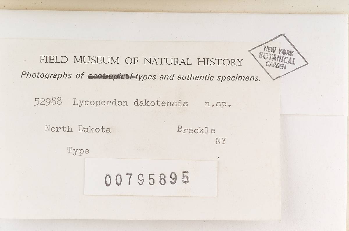 Lycoperdon dakotensis image