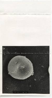 Tulostoma kansense image