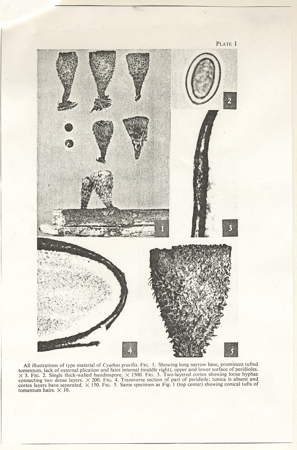 Cyathus gracilis image