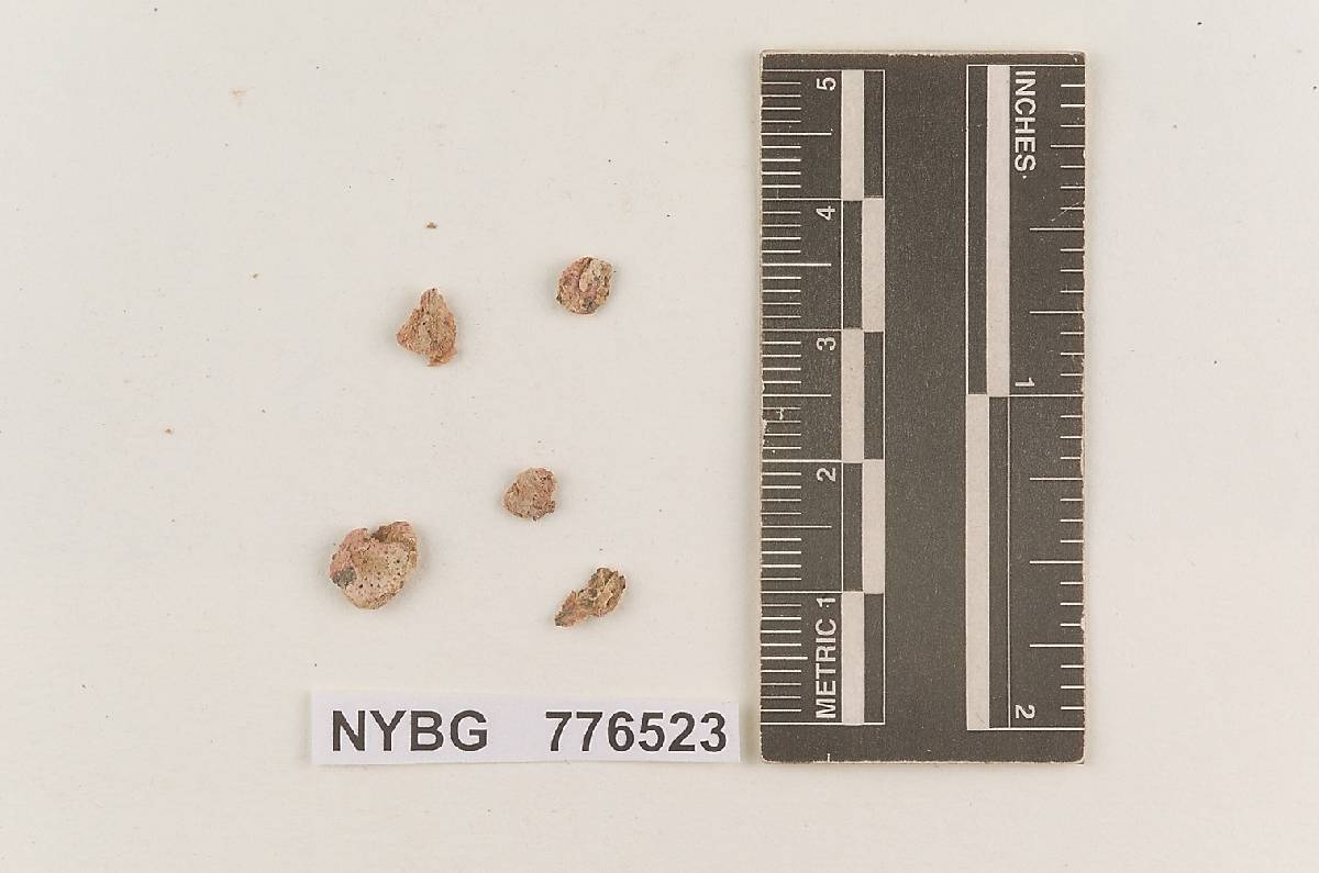 Rosbeeva pachyderma image