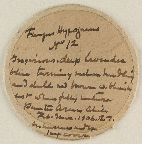 Hysterangium purpureum image
