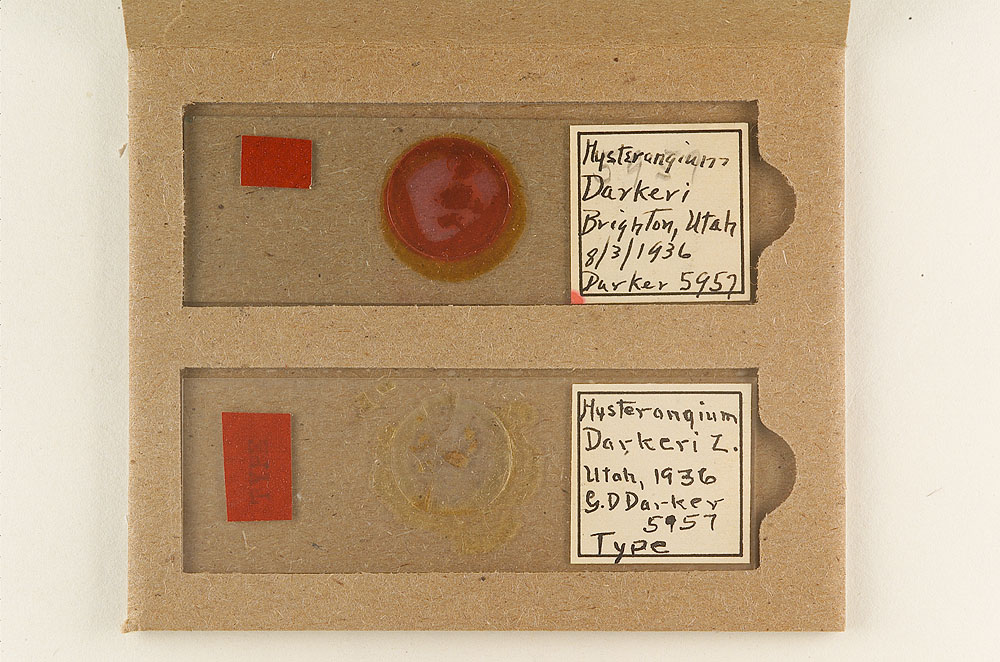 Hysterangium darkeri image