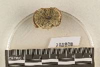 Hysterangium crassirhachis image