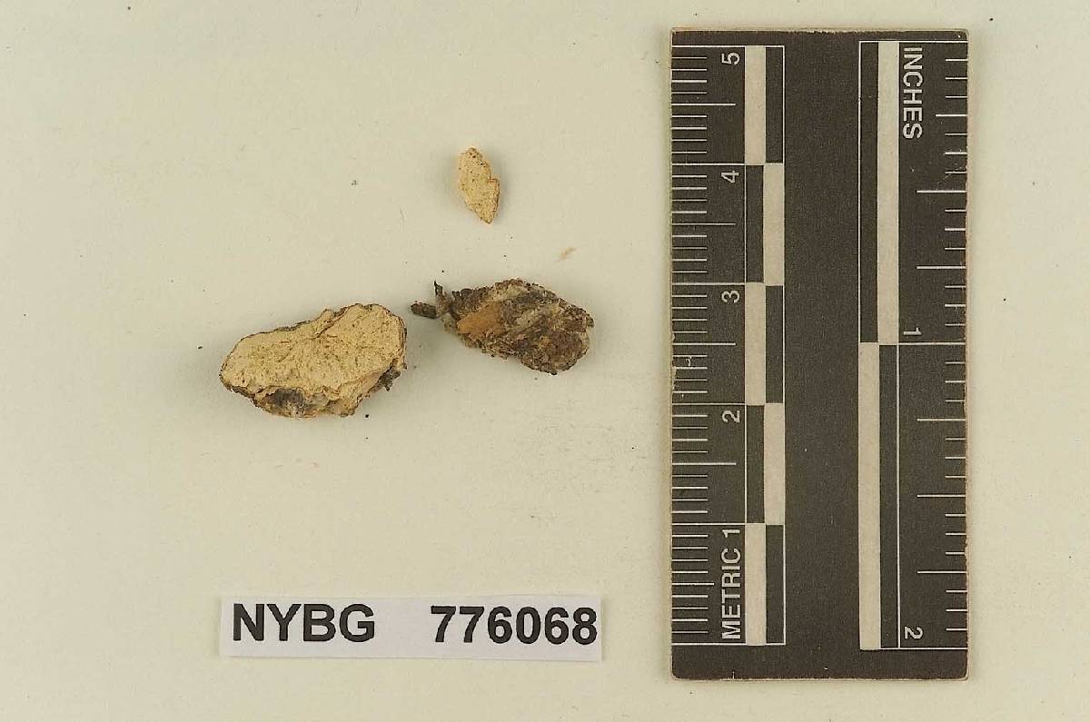 Leucogaster columellatus image