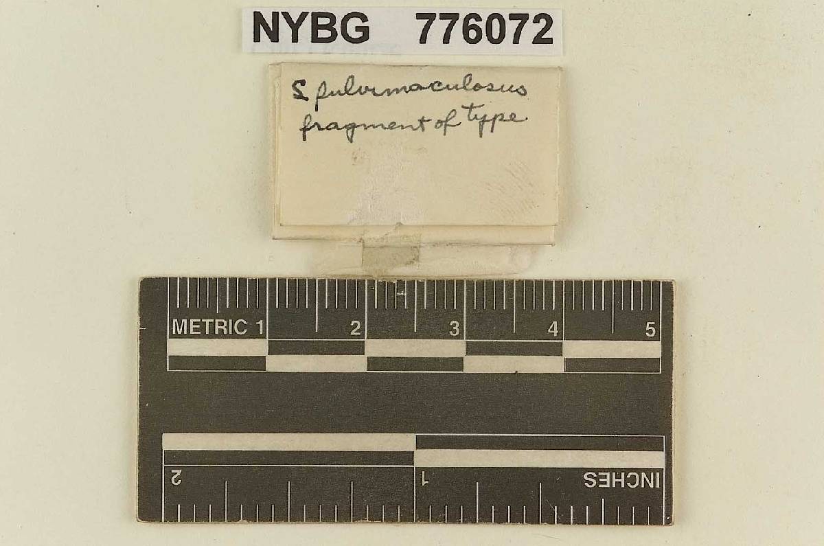 Leucogaster fulvimaculosus image