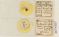Alpova luteus image