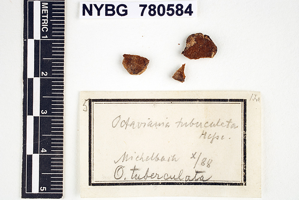 Octaviania tuberculata image