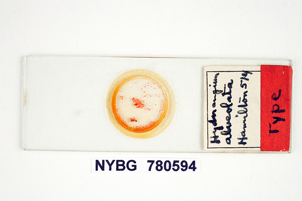 Zelleromyces alveolatus image