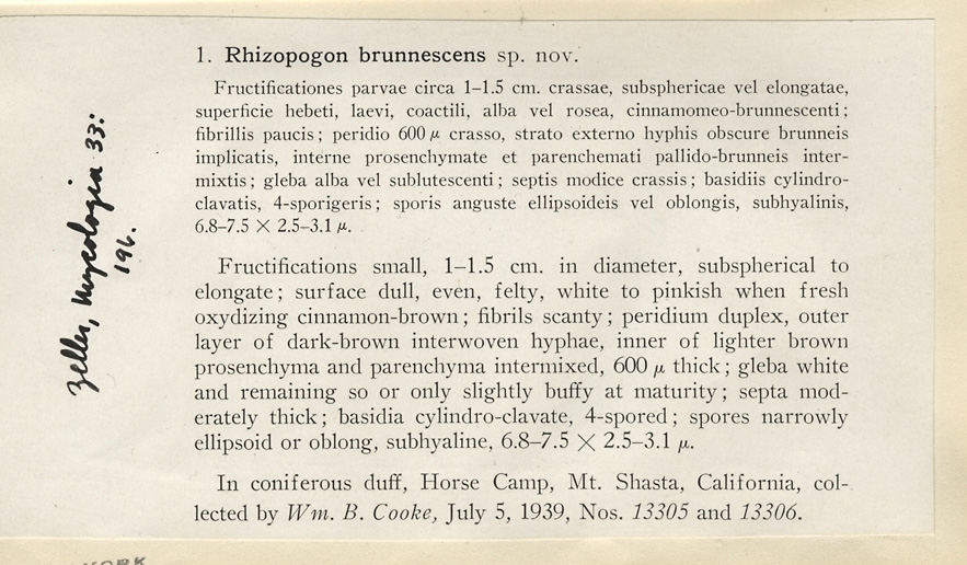Rhizopogon brunnescens image