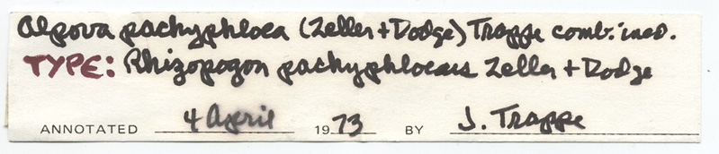 Rhizopogon pachyphloeus image