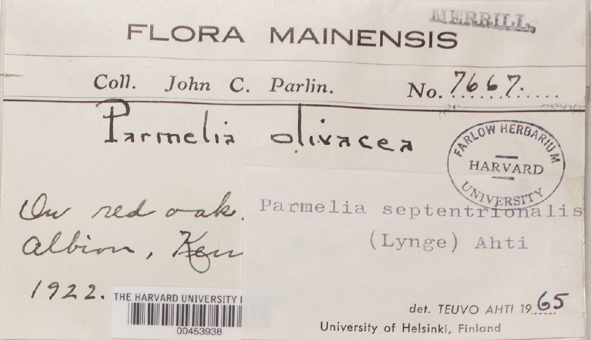 Melanohalea septentrionalis image