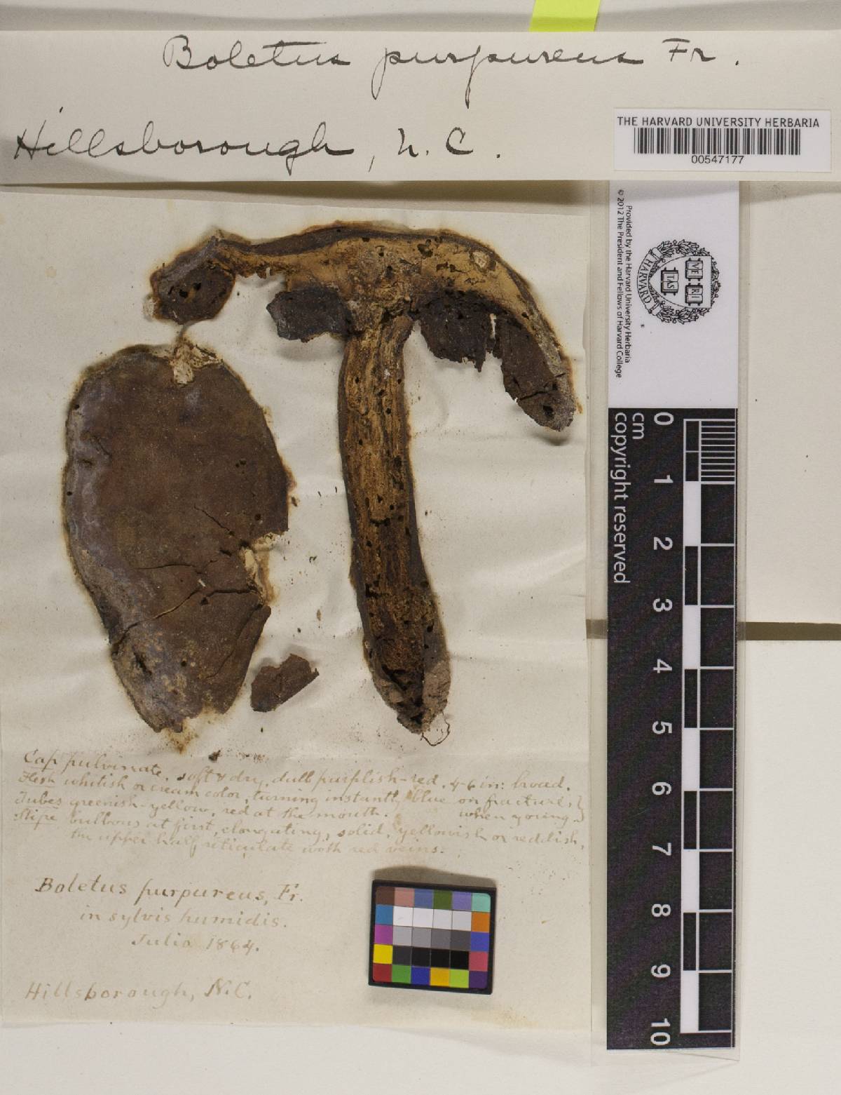 Boletus rhodopurpureus image