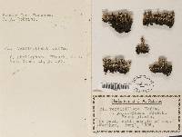 Cladonia cervicornis image