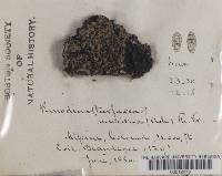 Rinodina mniaraea var. mniaraea image