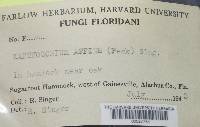 Xanthoconium affine image