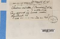 Cladonia cristatella f. beauvoisii image