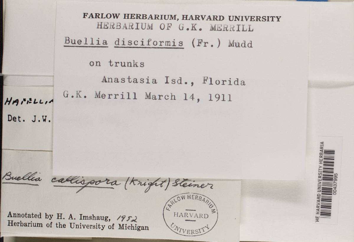 Hafellia demutans image