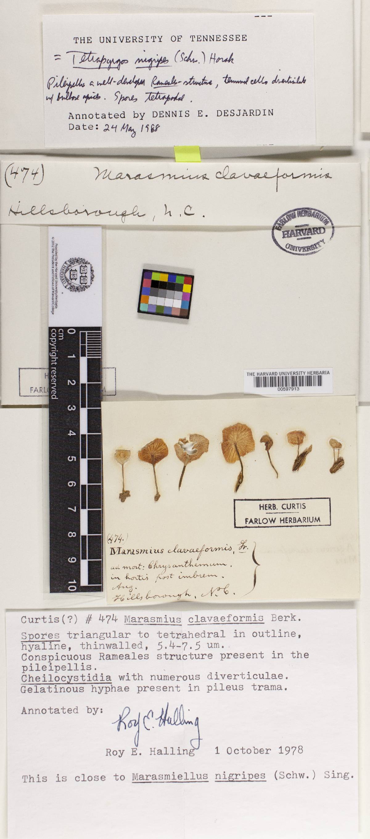 Marasmius chrysochaetes image