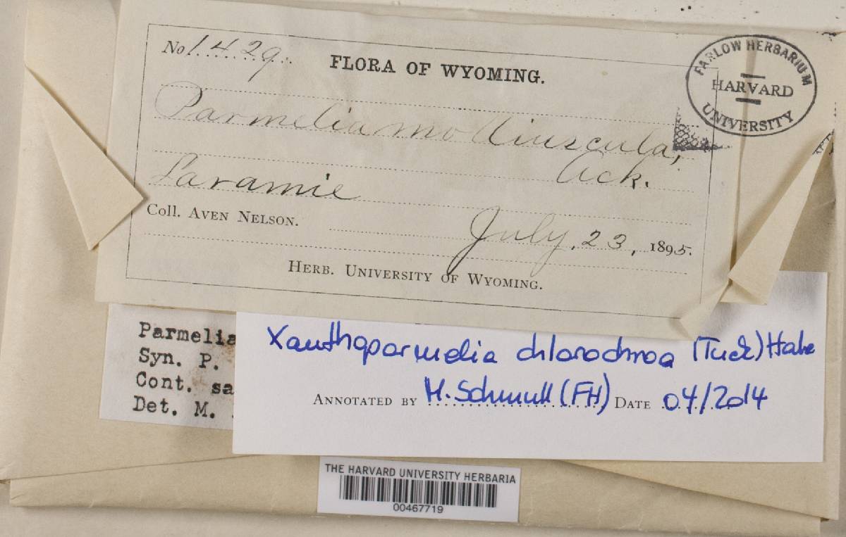 Xanthoparmelia chlorochroa image