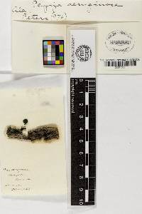 Chlorociboria aeruginosa image