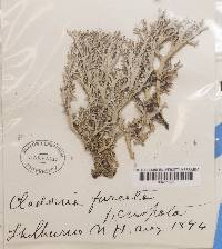 Cladonia crispata var. crispata image