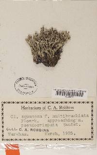 Cladonia squamosa image