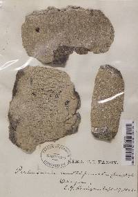 Pertusaria multipuncta image