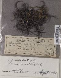 Usnea ceratina image