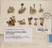 Cladonia peziziformis image