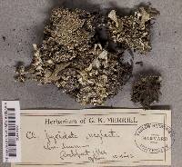 Cladonia pyxidata image