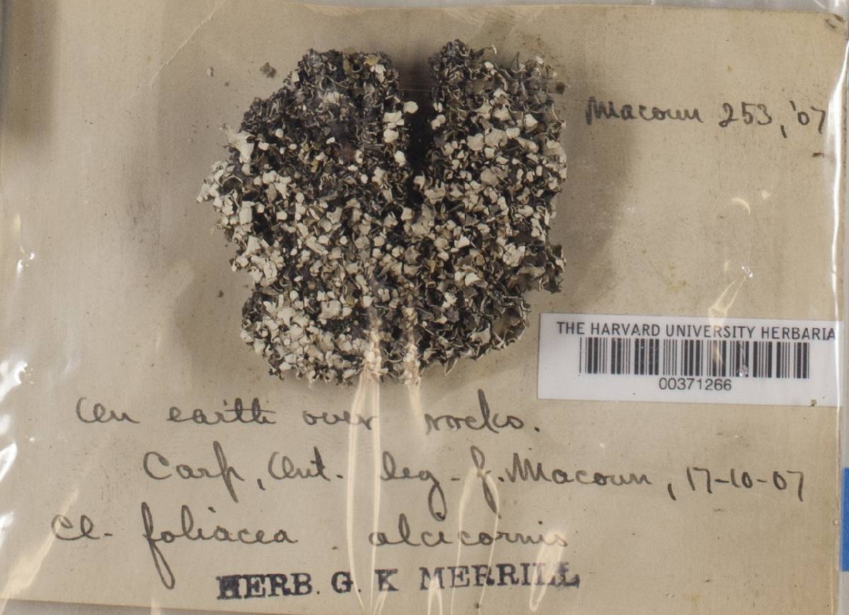 Cladonia foliacea image