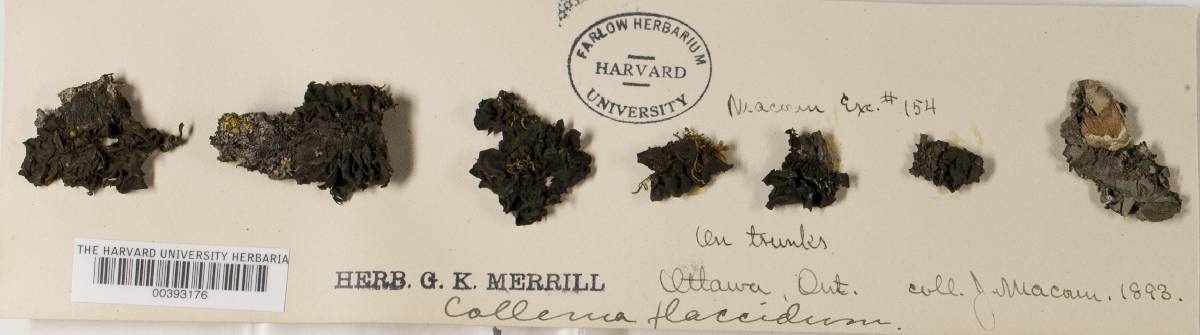 Collema flaccidum image