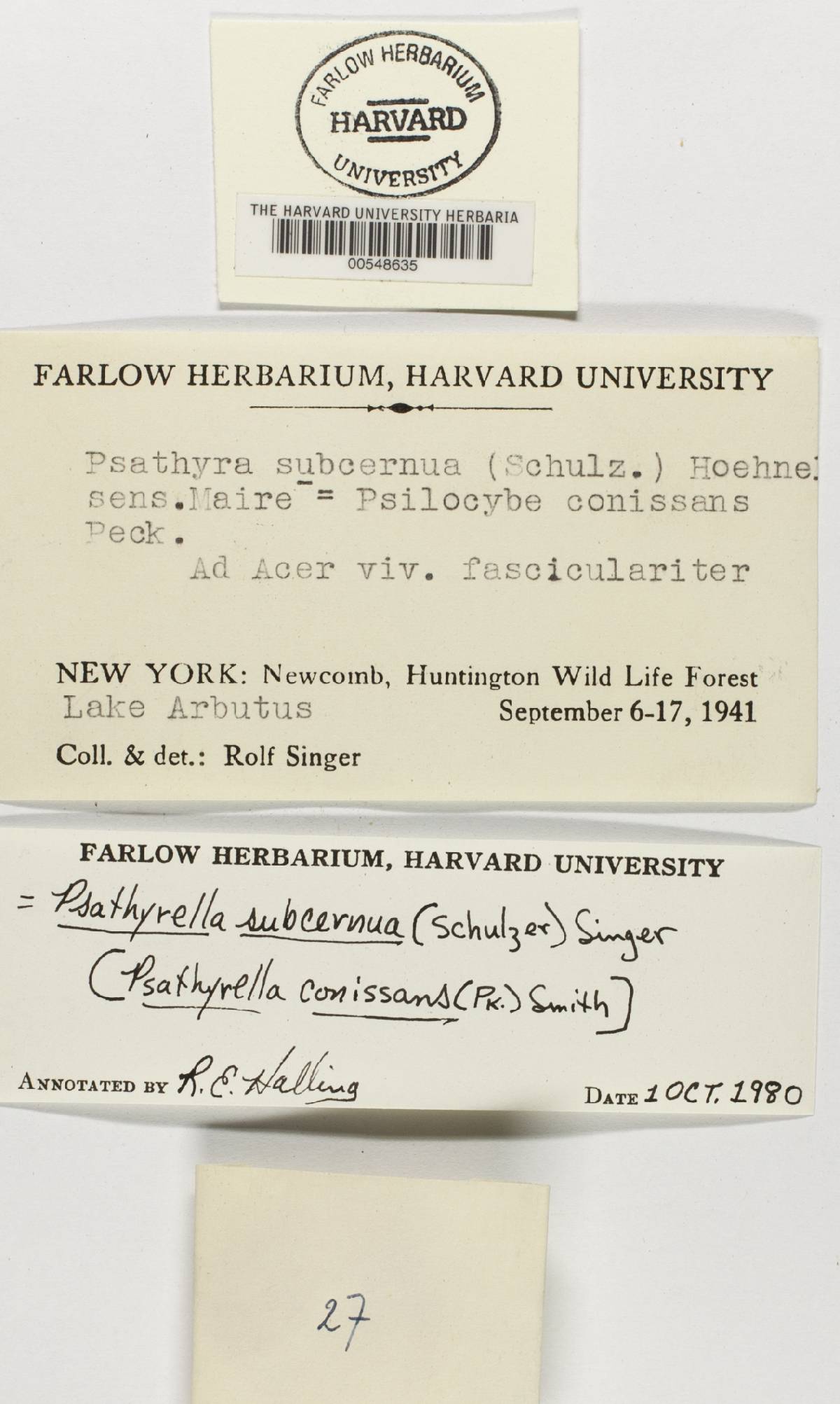 Psathyrella subcernua image