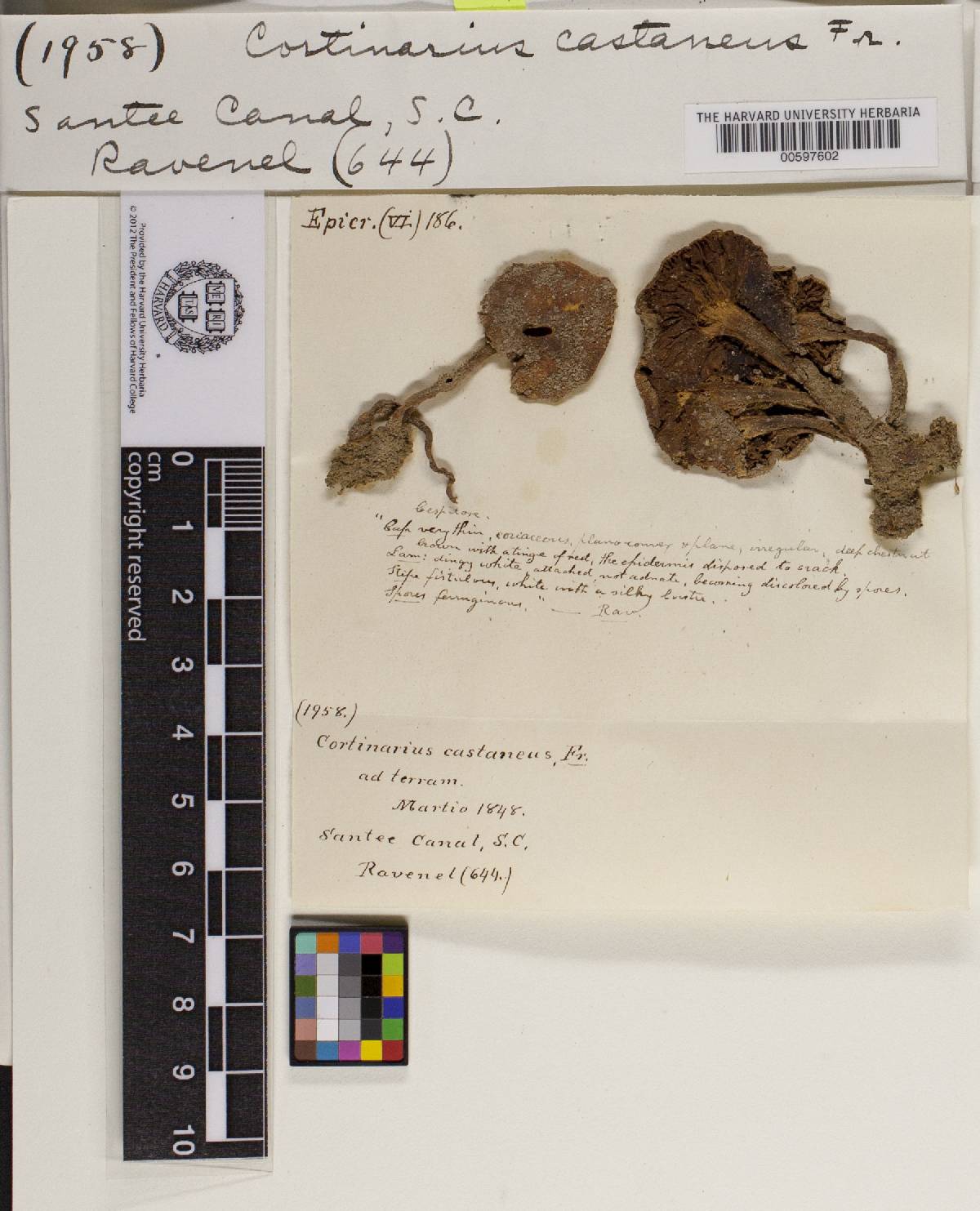 Cortinarius castaneus image