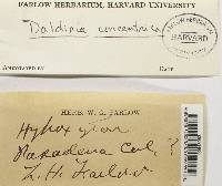 Daldinia concentrica image