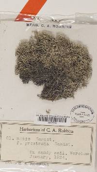 Cladonia mitis image