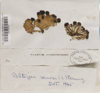 Cladonia peziziformis image